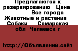 Предлагаются к резервированию › Цена ­ 16 000 - Все города Животные и растения » Собаки   . Самарская обл.,Чапаевск г.